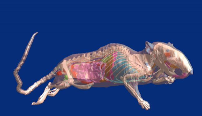 visual neurorat mm